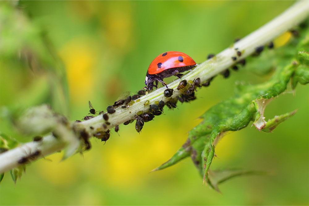 Biological Pest Control