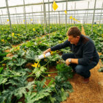 Integrated Pest Management