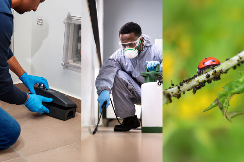 Effective Pest Control Methods