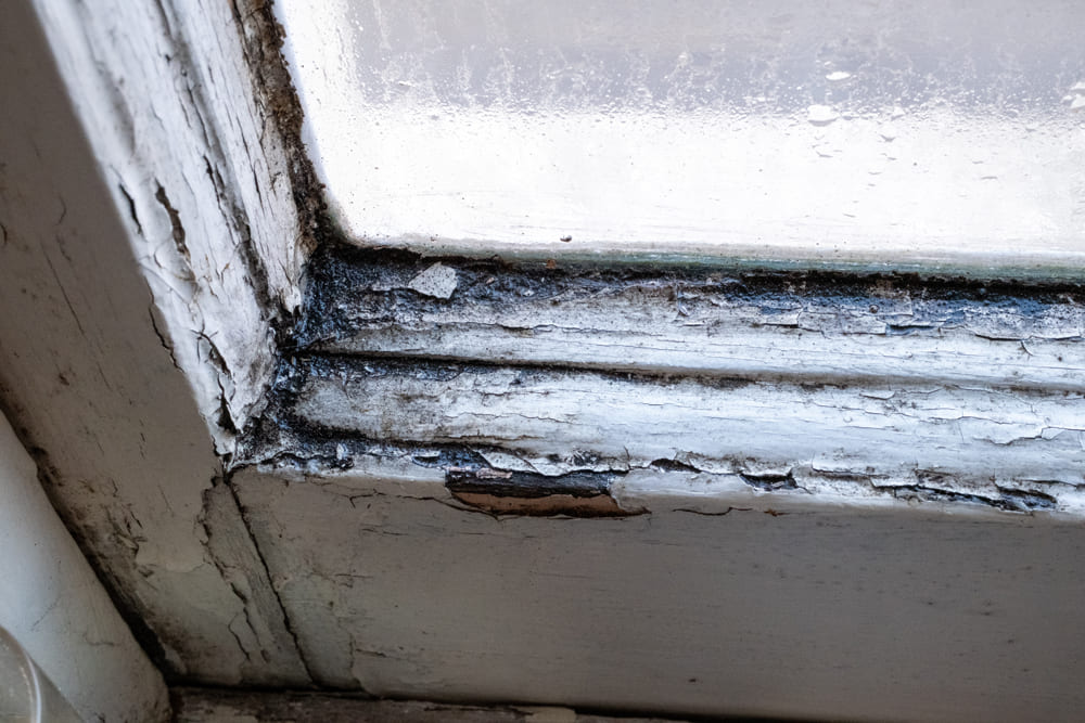 inspect damp and mould in rental properties regularly
